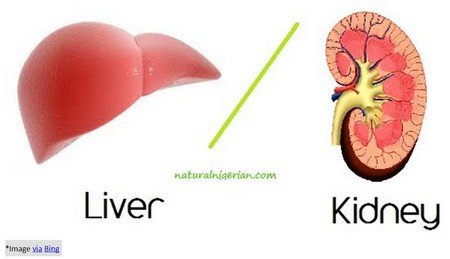 Kidney and liver