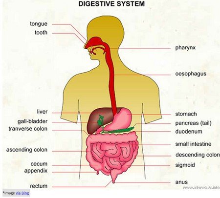 digestion