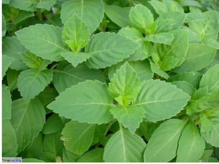 Basil Leaves (Tulsi)