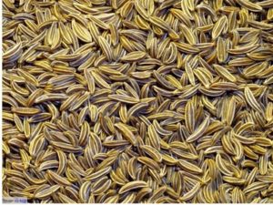 Cumin seeds