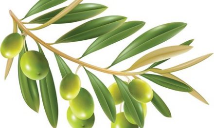 Health Benefits of Olive Leaves