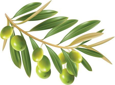 olive leaves