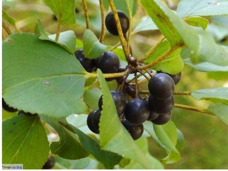 Dark Berries