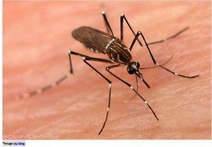 Home Remedies for Dengue