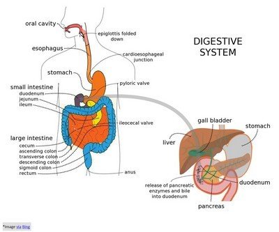 Digestion effects