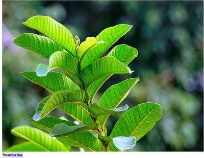 Guava leaves