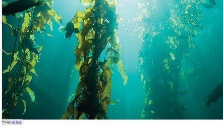 Kelp