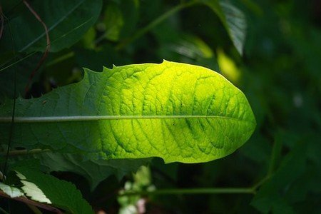 dandelion leaf