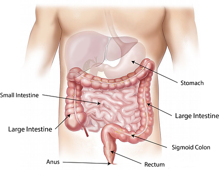 digestation