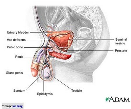 Enlarge prostate