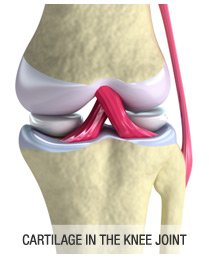knee_joint