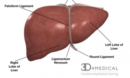 Liver Functions and Causes of Disease