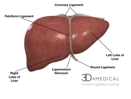 Liver functions, types of liver diseases, and causes