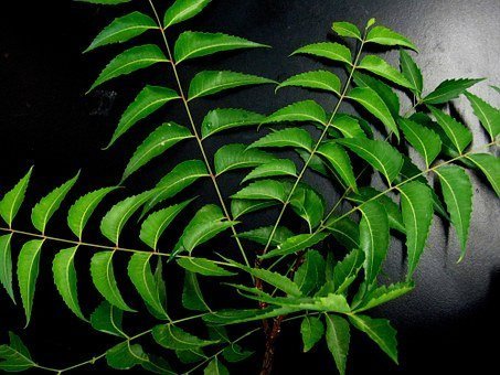 Neem-The Best Answer to Skin Related Problems