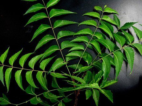 neem-leaves