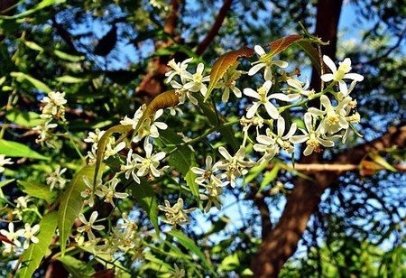 Cure Your Hair Problems with Neem