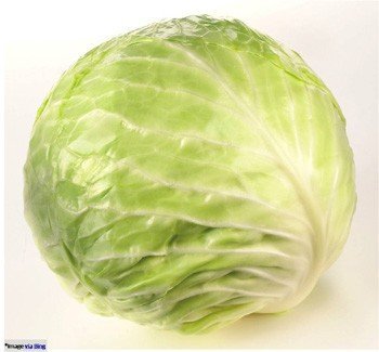 Cabbage