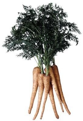 parsnips