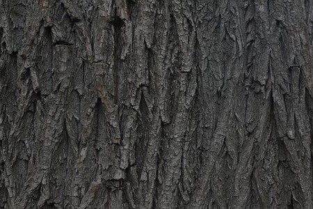 Willow bark