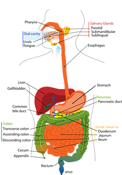 digestion system