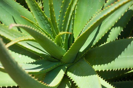Health benefits of Aloe Vera
