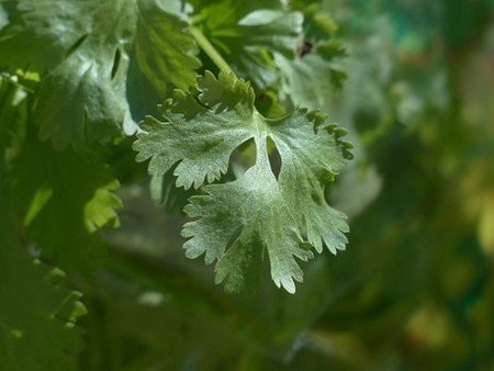 Coriander Leaves