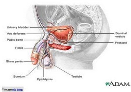 Factors that increase risk of Prostate cancer