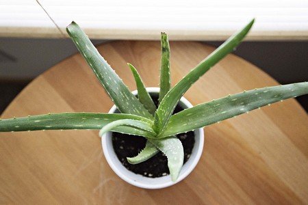 aloe-vera