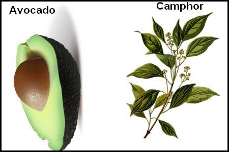 Avocado-camphor