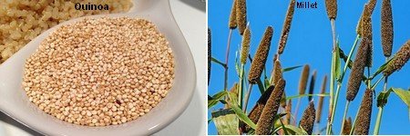 Quinoa-Millet