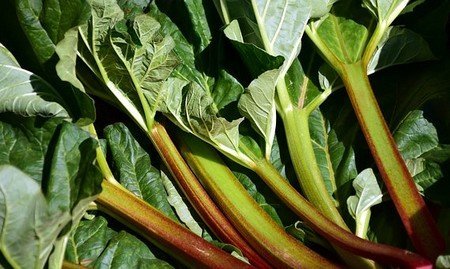 Rhubarb leaves