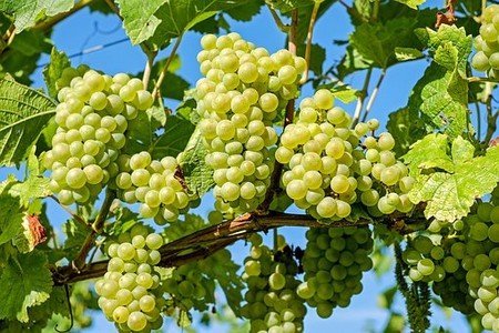 Grapes for good health