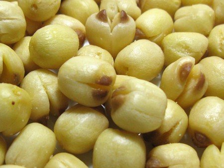 Lotus Seeds