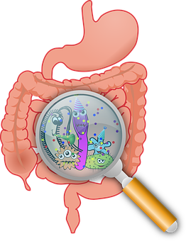 GUT HEALTH- What is it and how can you keep it healthy?