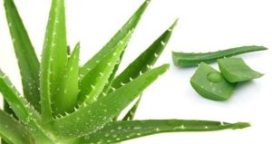 Aloe-Vera-300x159