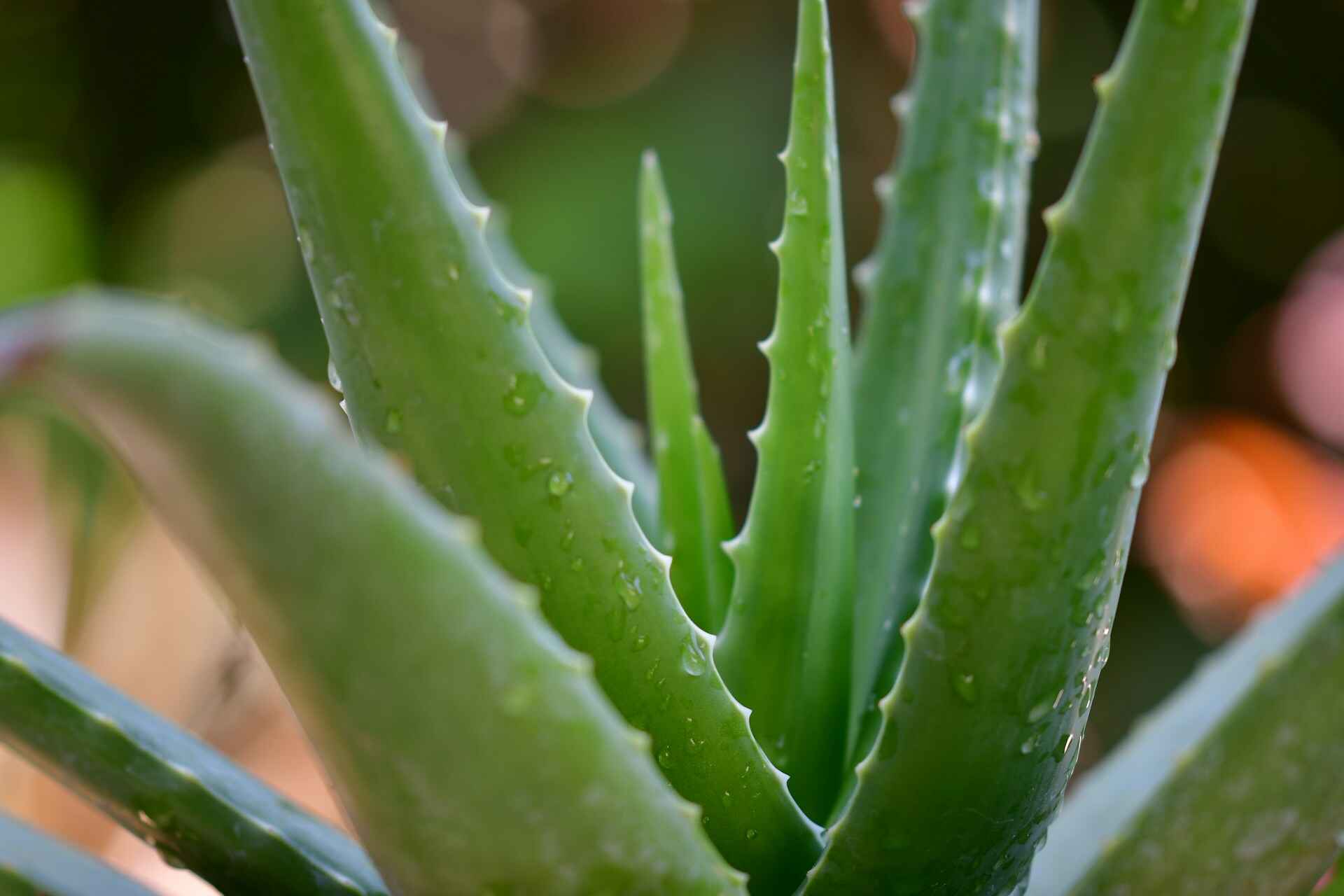 Grow Thick Eyebrows with Aloe Vera