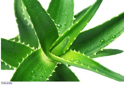 Aloe-Vera