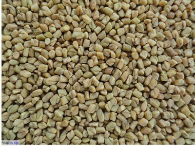 Fenugreek-Seeds