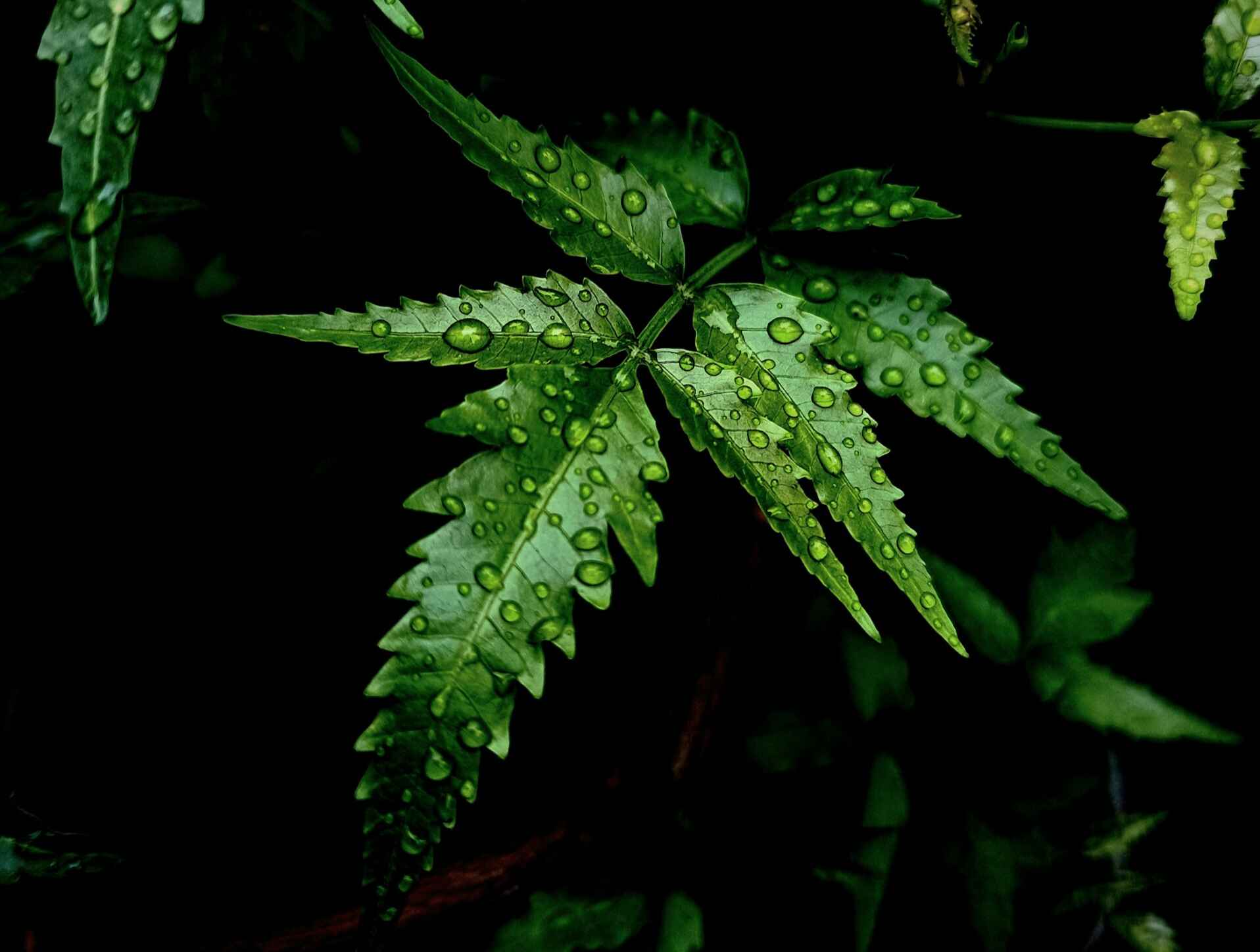 10 Neem Face Packs