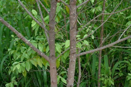 Sandalwood Benefits in Skin Care