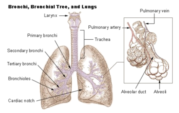 respiratory diseases