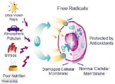 FREE-RADICALS