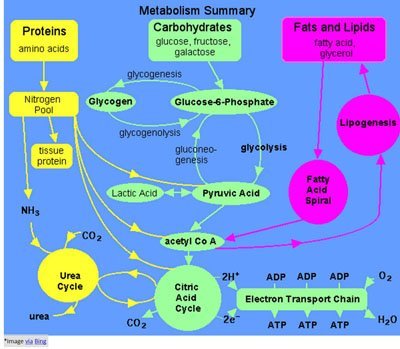 METABOLISM-PROCESS