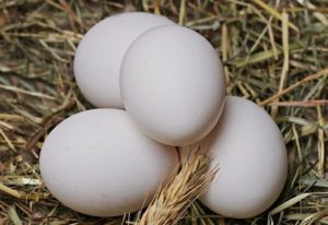 eggs