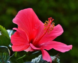 HIBISCUS