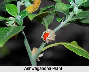 Health Benefits of Ashwagandha