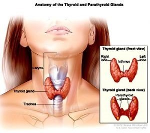 Thyroid Disorders