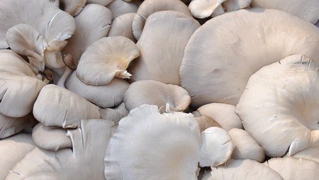 mushroom-oyster