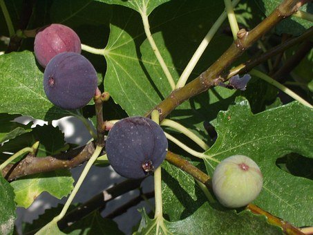 Use figs to avail treasure of nutrients.