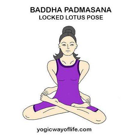 Baddha_Padmasana_Locked_Lotus_Pose_Yoga_Asana